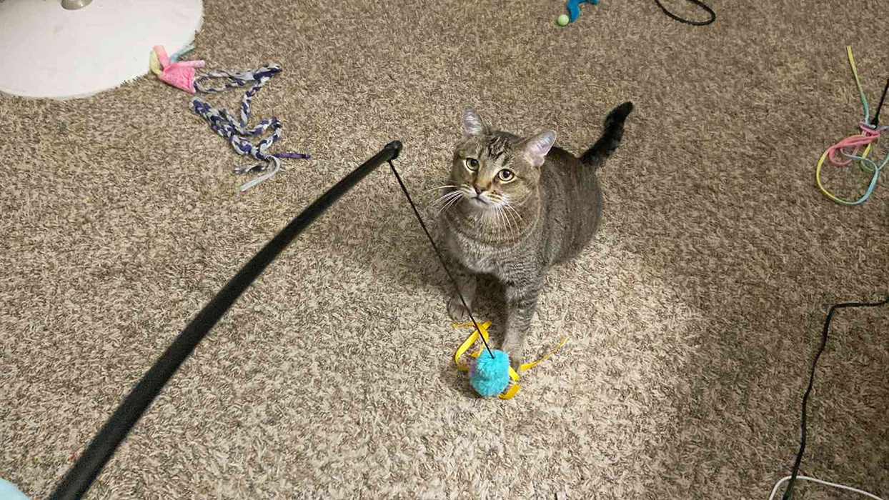 Pet Toys Store -Pet Toys Store 1