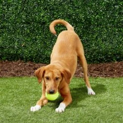 Frisco Fetch Squeaky Tennis Ball Dog Toy -Pet Toys Store 152803 PT6. AC SS1800 V1691776652