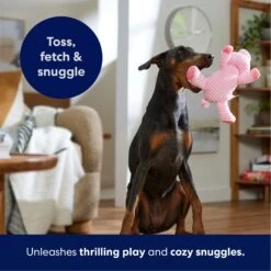 Frisco Corduroy Plush Squeaking Pig Dog Toy -Pet Toys Store 152832 PT4. AC SS1800 V1695671001