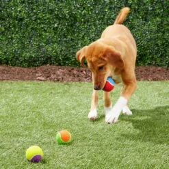 Frisco Fetch Squeaking Colorful Tennis Ball Dog Toy -Pet Toys Store 152846 PT6. AC SS1800 V1691776651
