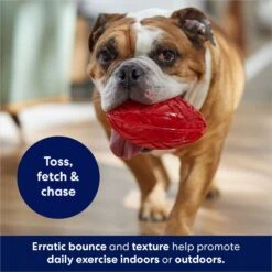 Frisco Football TPR Squeaky Dog Toy -Pet Toys Store 154412 PT3. AC SS1800 V1686578718