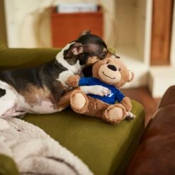 Frisco Chewy Bear Plush Squeaky Dog Toy -Pet Toys Store 164312 PT3. AC SS1800 V1600973456