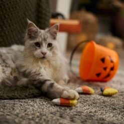 Frisco Halloween Candy Corn Plush Cat Toy With Catnip -Pet Toys Store 218645 PT3. AC SS1800 V1689878929