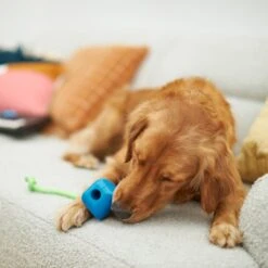 Frisco Retro PC Mouse Rubber Tug & Fetch Dog Toy 7 Frisco Retro PC Mouse Rubber Tug & Fetch Dog Toy -Pet Toys Store 230385 PT3. AC SS1800 V1606953426