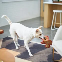 Frisco Holiday Gingerbread Man Flat Plush Squeaky Dog Toy -Pet Toys Store 233241 PT2. AC SS1800 V1601311903