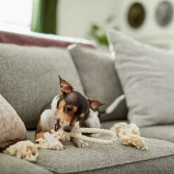 Frisco Double Knot Cotton Rope Fetch Dog Toy 7 Frisco Double Knot Cotton Rope Fetch Dog Toy -Pet Toys Store 242155 PT2. AC SS1800 V1605208728