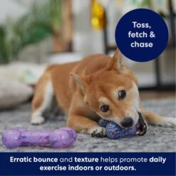 Frisco Birthday TPR Fetch Bone Squeaky Dog Toy -Pet Toys Store 264422 PT4. AC SS1800 V1695760988
