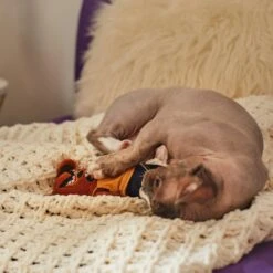 Frisco Halloween Good Bear, Bad Bear Reversible Plush Cat Toy With Catnip 10 Frisco Halloween Good Bear, Bad Bear Reversible Plush Cat Toy With Catnip -Pet Toys Store 270299 PT3. AC SS1800 V1624817131