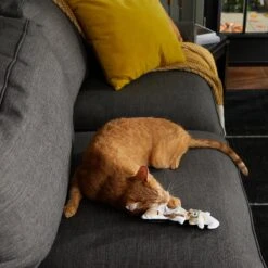 Frisco Halloween Good Witch, Bad Witch Reversible Plush Cat Toy With Catnip 10 Frisco Halloween Good Witch, Bad Witch Reversible Plush Cat Toy With Catnip -Pet Toys Store 270301 PT3. AC SS1800 V1624824841