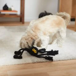 Frisco Halloween Spider Rope Dog Toy -Pet Toys Store 270504 PT3. AC SS1800 V1624825021