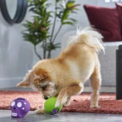 Frisco Halloween Sugar Skulls Latex Squeaky Dog Toy -Pet Toys Store 270518 PT3. AC SS1800 V1689878507