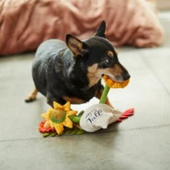 Frisco Fall Bouquet Of Flowers Plush Squeaky Dog Toy -Pet Toys Store 285599 PT3. AC SS1800 V1629725293