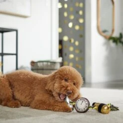 Frisco New Year's Eve Midnight Countdown Plush With Rope Squeaky Dog Toy -Pet Toys Store 288478 PT3. AC SS1800 V1638289625