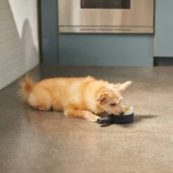 Frisco Brunch Breakfast Skillet Latex Squeaky Dog Toy, 2 Count 7 Frisco Brunch Breakfast Skillet Latex Squeaky Dog Toy, 2 Count -Pet Toys Store 297264 PT2. AC SS1800 V1642088320