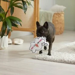 Frisco Brunch Word Bubble Plush Squeaky Dog Toy -Pet Toys Store 297286 PT3. AC SS1800 V1642087915