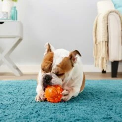 Frisco Fetch Squeaky TPR Ball Dog Toy & Bones & Chews Pig Ear Chews Dog Treats 10 Frisco Fetch Squeaky TPR Ball Dog Toy & Bones & Chews Pig Ear Chews Dog Treats -Pet Toys Store 297964 PT3. AC SS1800 V1623252759