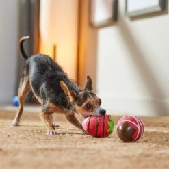 Frisco Valentine Chocolate Covered Strawberries Latex Squeaky Dog Toy -Pet Toys Store 298923 PT3. AC SS1800 V1701365172