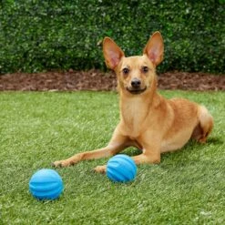 Frisco Neoprene Dog Life Jacket & Frisco Foam Rubber Floating Fetch Ball No Squeak Dog Toy -Pet Toys Store 303480 PT7. AC SS1800 V1623064950