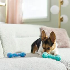 Frisco Easter TPR Bone Squeaky Dog Toy, Medium/Large, 2 Count -Pet Toys Store 304966 PT4. AC SS1800 V1670608502