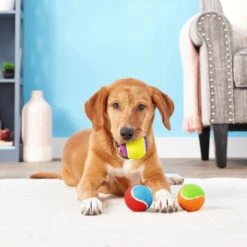 Frisco Fetch Squeaking Colorful Tennis Ball Dog Toy & Playology Scented Dual Layer Bone Dog Toy -Pet Toys Store 319022 PT3. AC SS1800 V1630552585