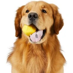 Frisco Fetch Squeaking Colorful Tennis Ball Dog Toy & Project Hive Pet Company Ball Dog Toy -Pet Toys Store 319024 PT5. AC SS1800 V1630560973