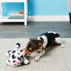 Frisco Cow Plush Squeaky Dog Toy & Playology Scented Dual Layer Ring Dog Toy -Pet Toys Store 319488 PT3. AC SS1800 V1630626696