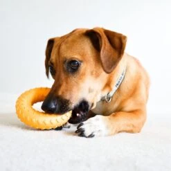 Frisco Cow Plush Squeaky Dog Toy & Playology Scented Dual Layer Ring Dog Toy -Pet Toys Store 319488 PT8. AC SS1800 V1630625808