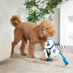 Frisco Dad Gnome Plush With Rope Dog Toy -Pet Toys Store 327053 PT3. AC SS1800 V1648667286