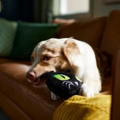 Frisco Halloween Black Cat Round Plush Squeaky Dog Toy -Pet Toys Store 344039 PT3. AC SS1800 V1657657031