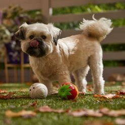 Frisco Halloween Chocolate Covered Strawberries Latex Squeaky Dog Toy -Pet Toys Store 344043 PT3. AC SS1800 V1657657031