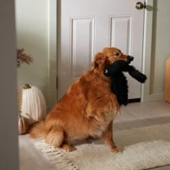 Frisco Halloween Crow Plush Squeaky Dog Toy 9 Frisco Halloween Crow Plush Squeaky Dog Toy -Pet Toys Store 344156 PT3. AC SS1800 V1657657048