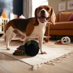 Frisco Halloween Succulents Plush Squeaky Dog Toy 9 Frisco Halloween Succulents Plush Squeaky Dog Toy -Pet Toys Store 344164 PT3. AC SS1800 V1657657049