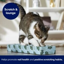 Frisco Single-Wide Cat Scratcher Toy With Catnip, Tropical Paradise, 2 Count -Pet Toys Store 347217 PT3. AC SS1800 V1659699275
