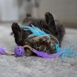 Frisco Feather & Play Plastic Balls Cat Toy, 2 Count -Pet Toys Store 525998 PT3. AC SS1800 V1669148124