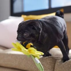 Frisco Spring Sunflower Plush Squeaky Dog Toy -Pet Toys Store 546766 PT4. AC SS1800 V1702500565