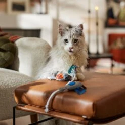 Frisco Halloween Cutie Bats Plush Cat Toy With Catnip 8 Frisco Halloween Cutie Bats Plush Cat Toy With Catnip -Pet Toys Store 667990 PT3. AC SS1800 V1689354957