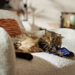 Frisco Halloween Cutie Bat Plush Cat Toy With Catnip 8 Frisco Halloween Cutie Bat Plush Cat Toy With Catnip -Pet Toys Store 668038 PT3. AC SS1800 V1689271242