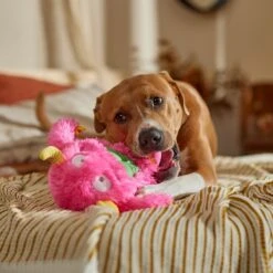 Frisco Halloween Zany Monster Muscle Plush Squeaky Dog Toy -Pet Toys Store 668166 PT3. AC SS1800 V1689271301