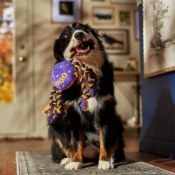 Frisco Halloween Magical Spider Plush With Rope Squeaky Dog Toy -Pet Toys Store 668310 PT3. AC SS1800 V1690571954