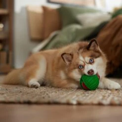 Frisco Holiday Fetch Squeaky Tennis Ball With Rubber Sleeve Dog Toy 9 Frisco Holiday Fetch Squeaky Tennis Ball With Rubber Sleeve Dog Toy -Pet Toys Store 739686 PT3. AC SS1800 V1694812401