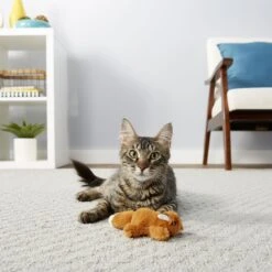 Frisco Squirrel Plush Cat Toy With Refillable Catnip & Frisco Bird With Feathers Teaser Wand Cat Toy With Catnip -Pet Toys Store 962030 PT4. AC SS1800 V1694783955